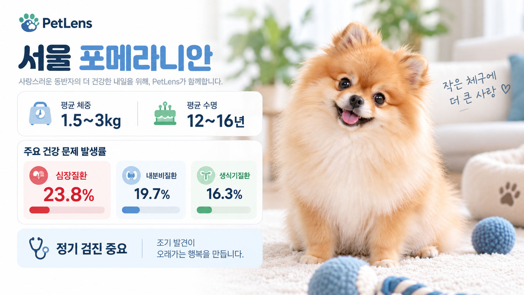 서울 포메라니안 등록 현황과 분양 정보