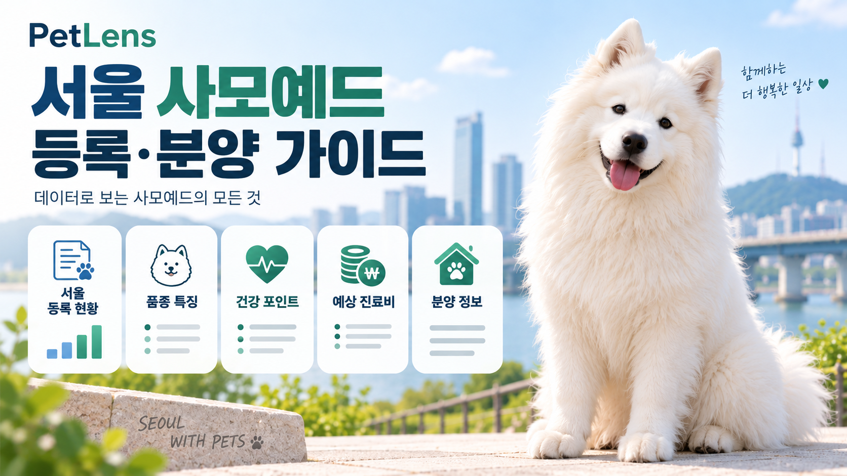 서울 사모예드 등록과 분양