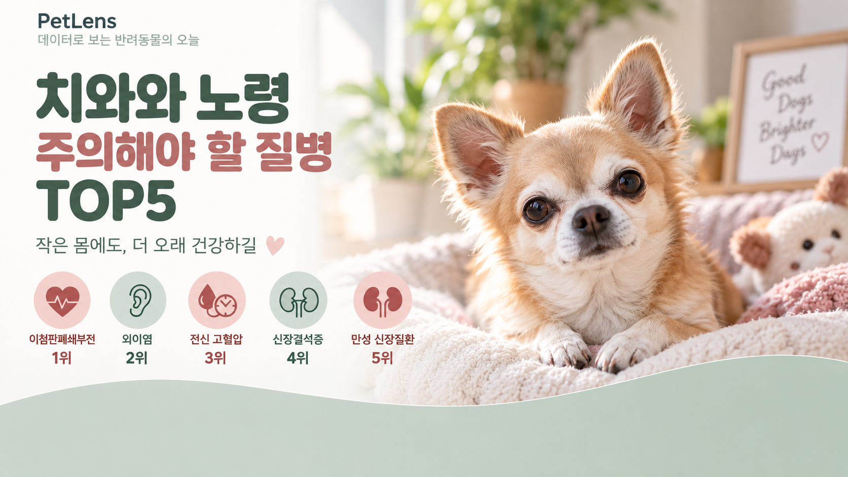 치와와 노령 주의해야 할 질병 TOP5